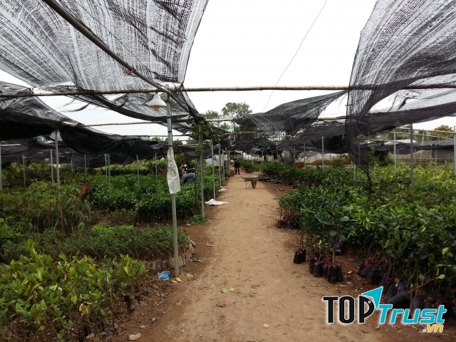 Khu vườn ươm rất rộng của Trung tâm