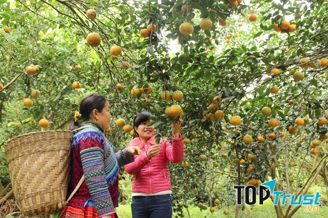Hàm Yên - Tuyên Quang vào mùa Cam Sành