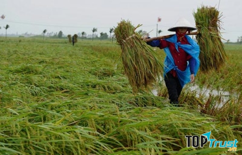 Việt Nam đi lên từ cây lúa