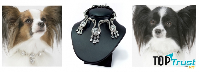 Vòng cổ cho thú cưng