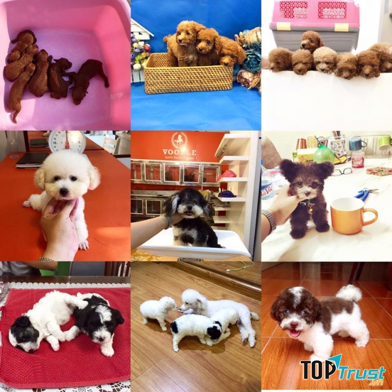 Voodlehouse shop chuyên cung cấp giống chó Poodle thuần chủng.