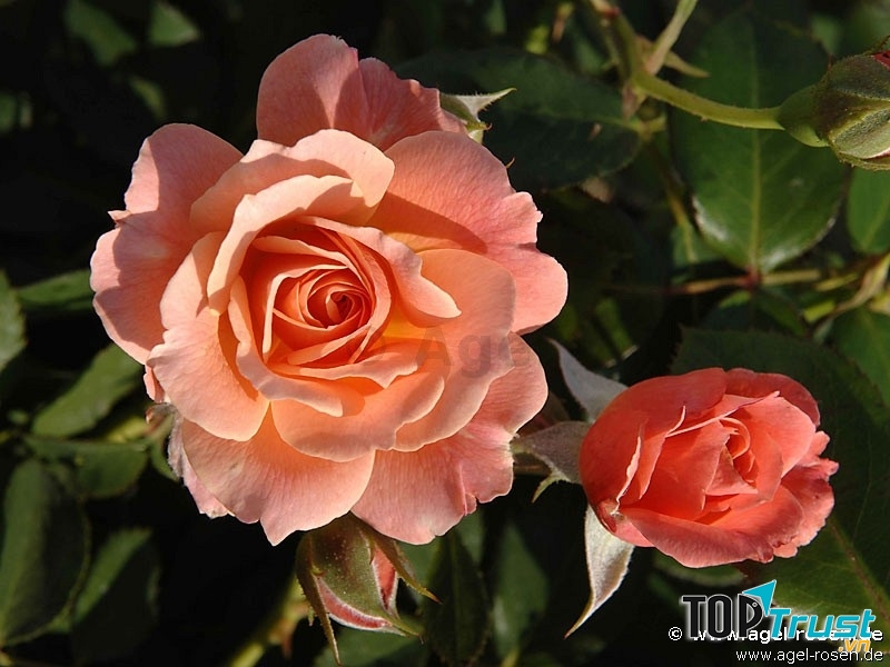 Hoa hồng sống bằng gì?