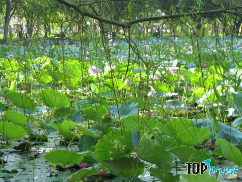 Hồ sen nông nghiệp