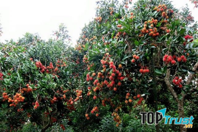 Vườn trái cây Chín Hồng