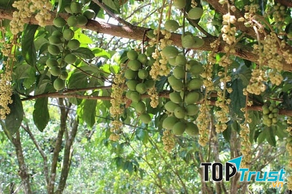 Vườn trái cây Trung An