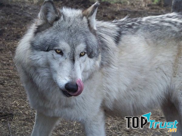 Tổ tiên giống chó lai này là chó sói và nổi tiếng là một trong những kẻ thù nguy hiểm nhất trong tự nhiên