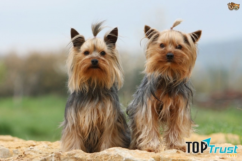 Yorkshire Terrier tuy nhỏ bé nhưng rất yêu thương và biết cách bảo vệ chủ
