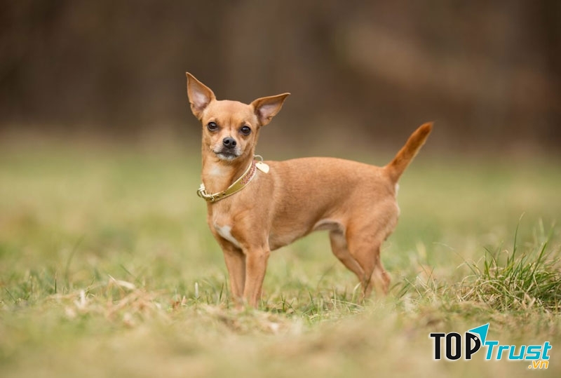 Chó Chihuahua