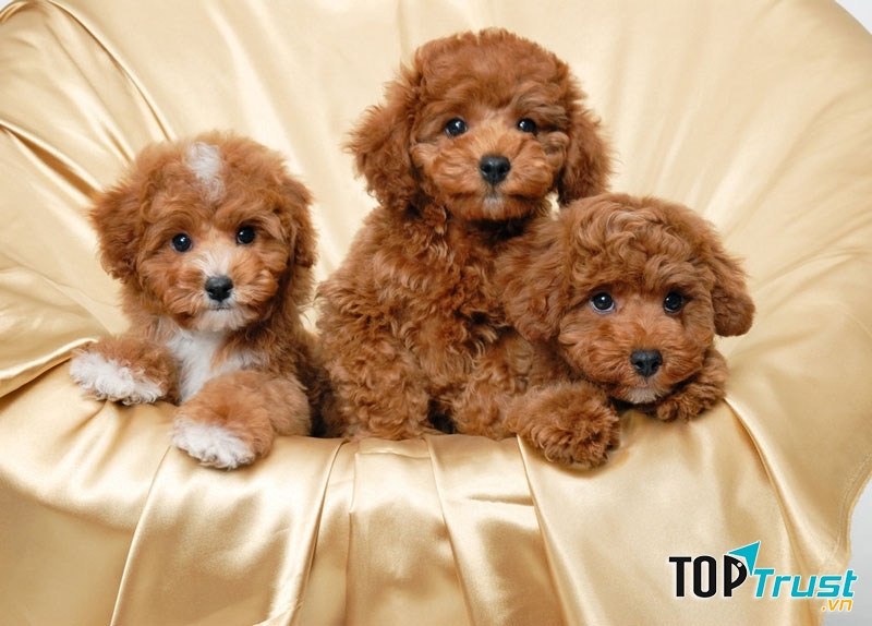Chó Toy Poodle