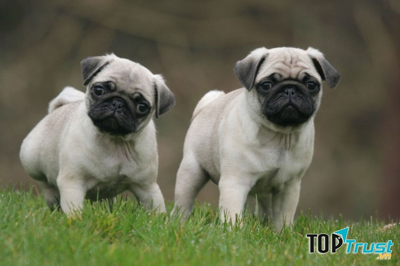 Chó Pug
