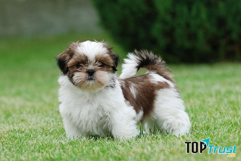 Chó Shih Tzu