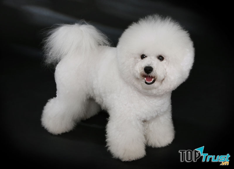 Chó Bichon Frise
