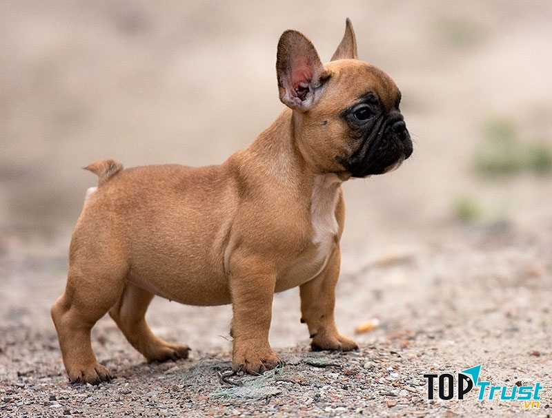 Chó Bulldog Pháp