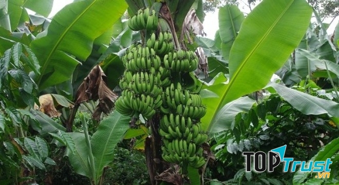 Càng ngày, buồng chuối càng to và nặng hơn khiến cây chuối nghiêng về một phía.