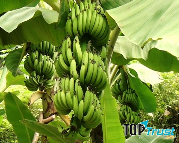Quả chuối mọc thành nải, nải to được khoảng gần 20 quả. Các nải lại được xếp thành buồng từng tầng từng tầng một gọn gàng, đẹp mắt