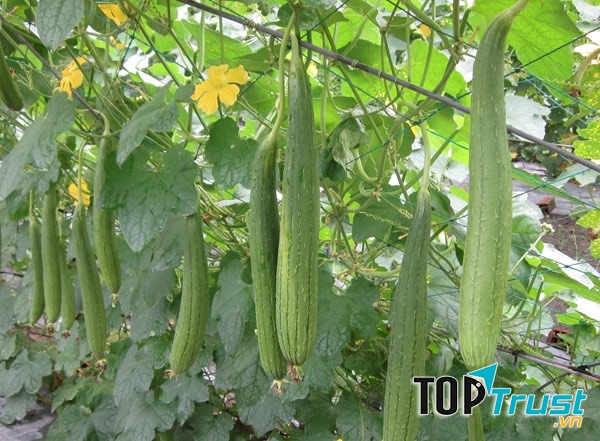 Giàn mướp hương