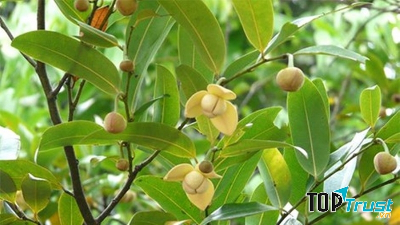 Trong vườn, xanh nhất là cây dủ dẻ.