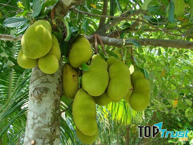Nhìn từ xa những quả mít như những chú heo con treo lủng lẳng trên cành rất dễ thương.