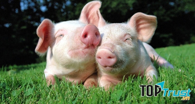 Chú ăn rất nhanh, cứ chìa cái mõm vào nồi và ăn, chẳng ngẩng đầu lên.