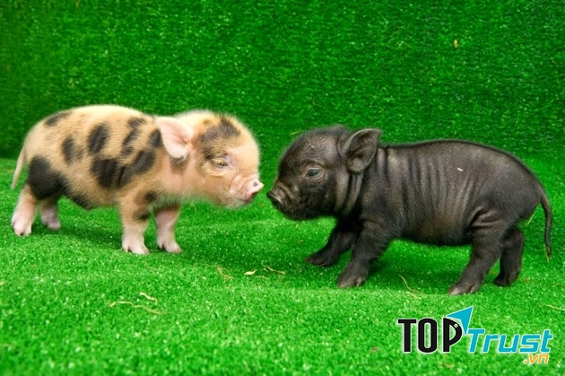 Cái lỗ mũi dài, ươn ướt như người bị cảm cúm.