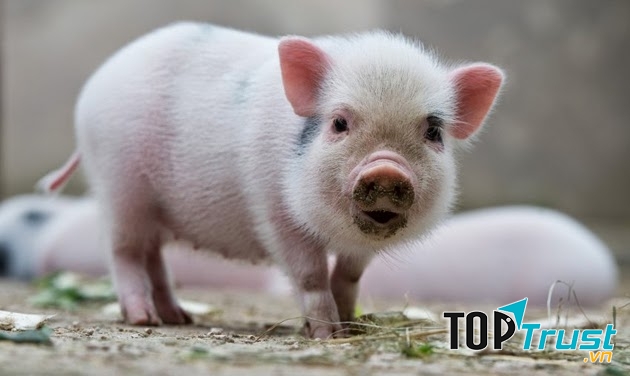 Đầu nó to, nhìn giống quả bưởi da xanh nằm ngang, mặt ngắn ngắn, cái mõm dài, đầu mõm luôn ướt.