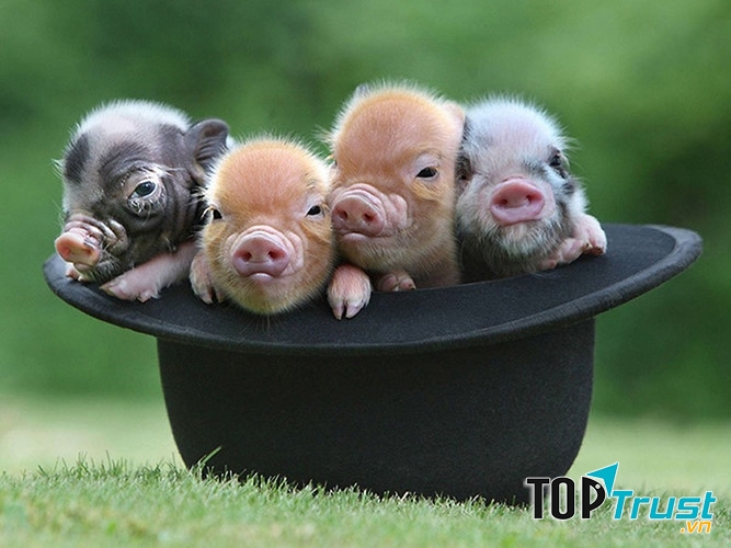 Em rất thích chú lợn của nội nuôi vì chú rất đáng yêu và thật ngộ nghĩnh.