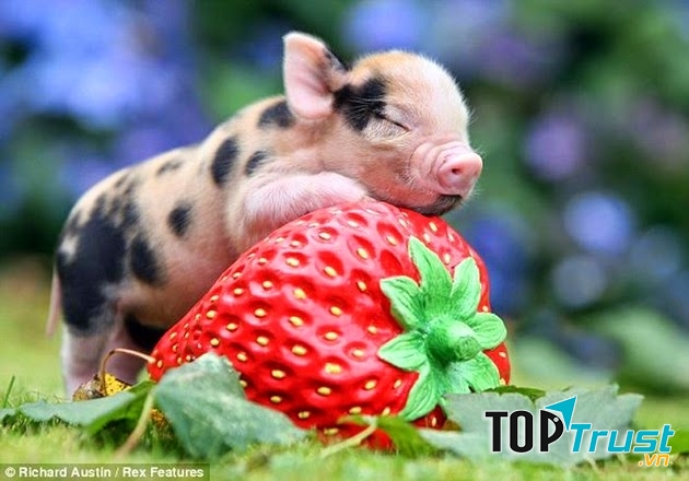 Cùng trên thân hình đáng yêu ấy của Ủn Ỉn là một cái đuôi nhỏ xinh, lúc nào cũng xoắn lại như sợ ai tóm lấy.