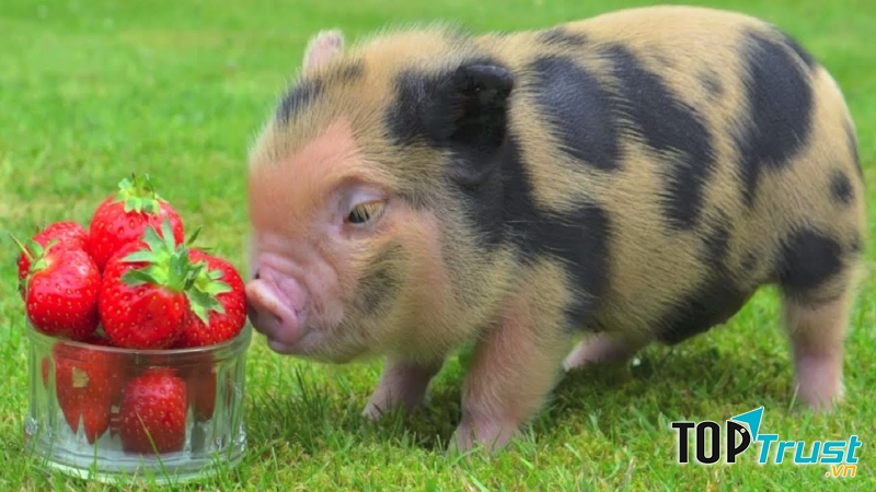 Hai lỗ mũi chú lúc nào cũng động đậy, cái mũi chú ngửi thức ăn và đánh hơi rất giỏi.