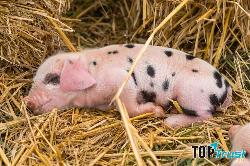 Nó có những ô màu đen và nâu đan xen chẳng khác gì mặt của chúng dính nhọ nồi.