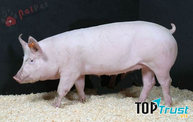 Để cho lợn chóng lớn, mẹ em cho lợn ăn cám trộn với rau, với chuối, đôi khi còn thêm cả cá khô.