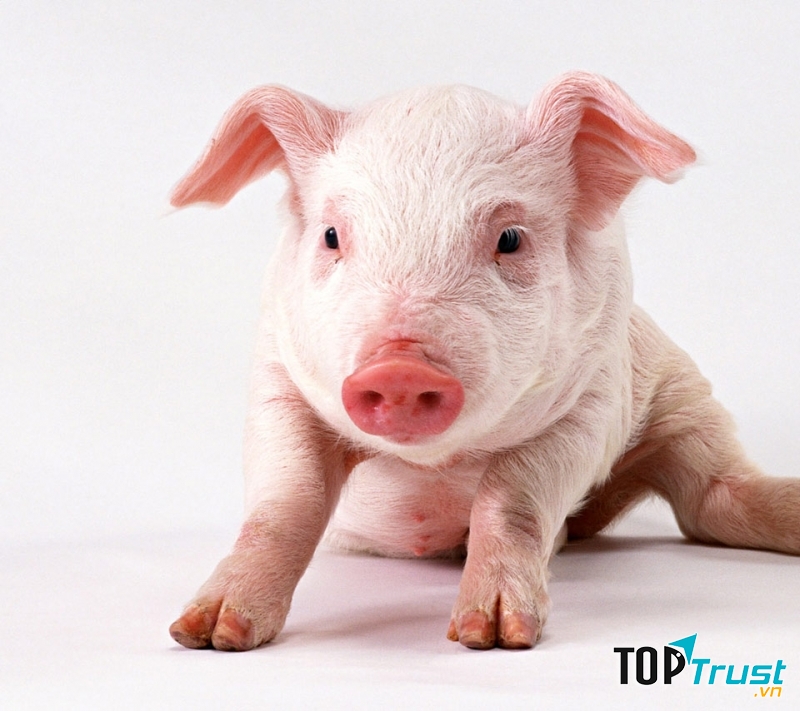 Con lợn có màu da trắng hồng.