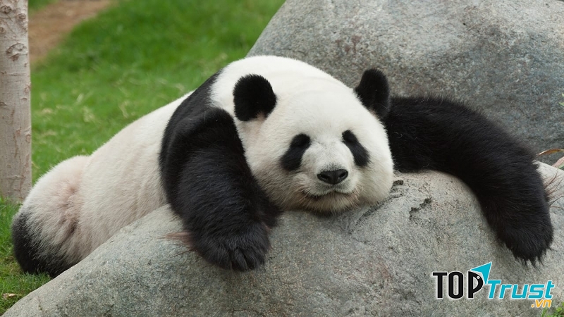 Chỗ nào gấu Trúc cũng ngủ được