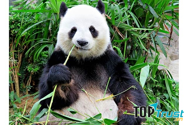 Dáng ngồi như sếp tổng