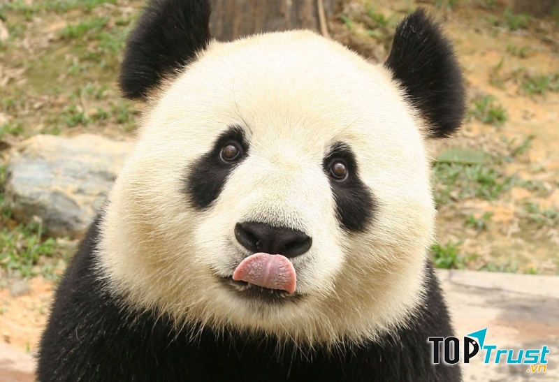 Gấu Trúc thèm ăn
