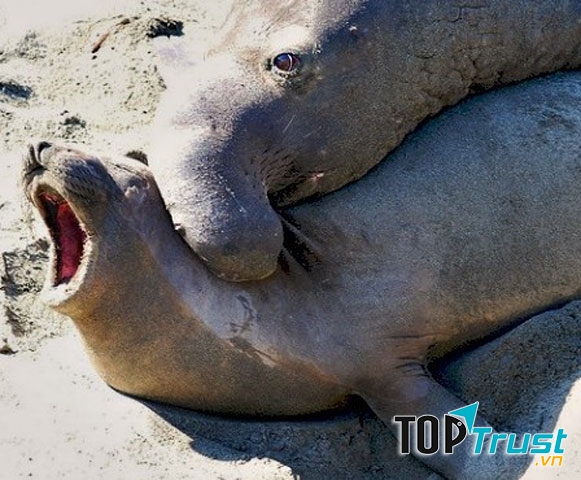 2. Khi hải cẩu mát xa cho bạn.