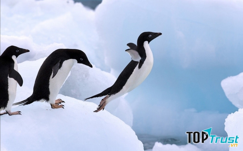 3. Chim cánh cụt tập bay.
