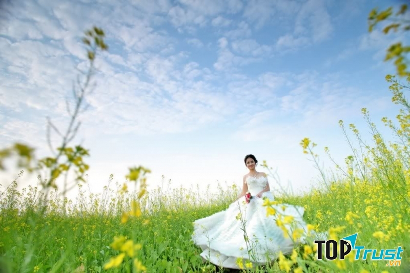 Cánh đồng hoa cải ở sông Đuống - Gia Lâm - Hà Nội