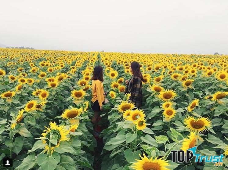 Cánh đồng hoa hướng dương Nghĩa Đàn - Nghệ An