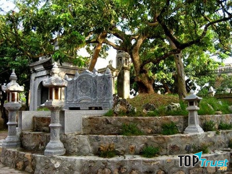 Cây nhãn tổ trong khuôn viên chùa Hiến Hưng Yên