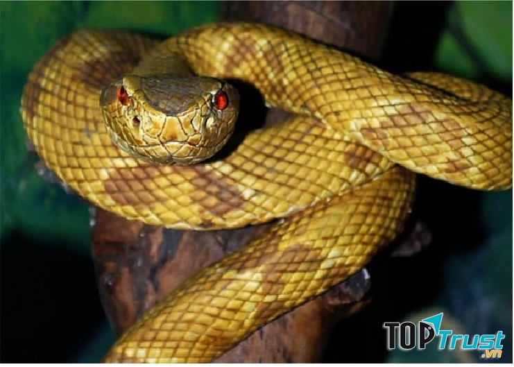 Hình ảnh rắn hổ lục đầu vàng trưởng thành ở đảo Rắn