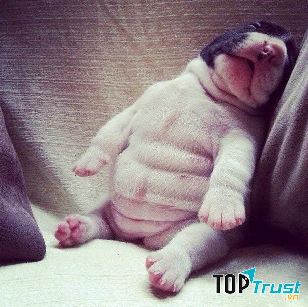 Buồn ngủ quá đi!