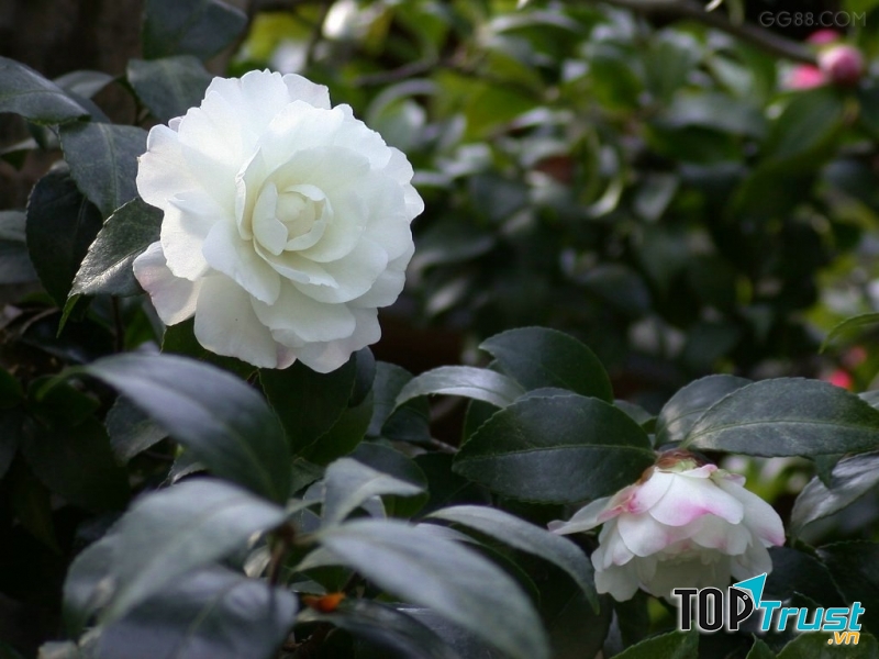 Hoa sơn trà tuy đẹp nhưng lại biểu thị cho sự không may trong quan niệm của người Nhật