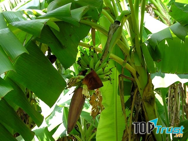 Cây chuối hương trong vườn nhà ngoại