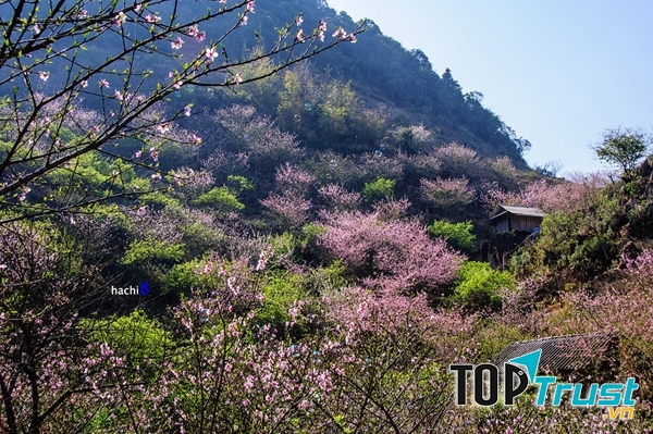 Sắc hồng của hoa đào