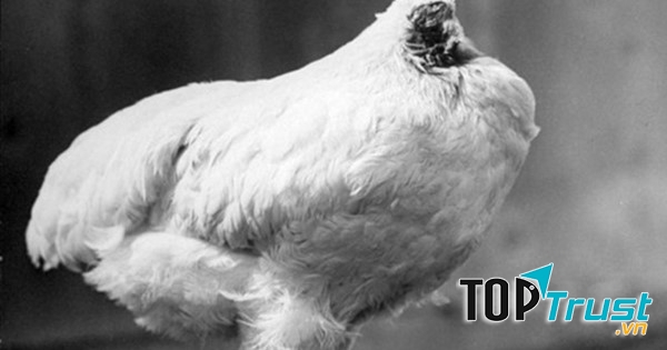Ảnh: Mike the headless chicken