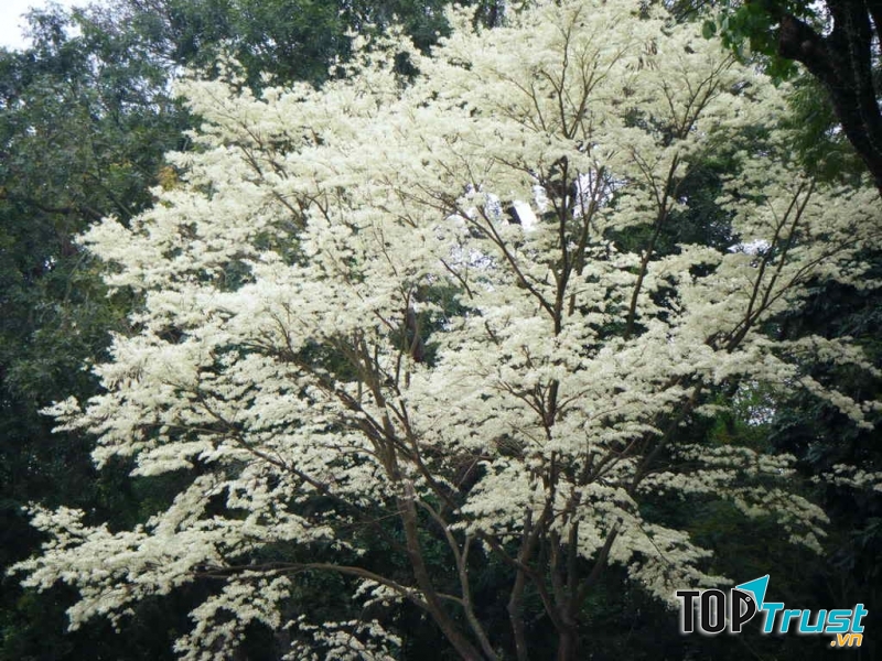 Hoa sữa đường phố Hà Nội