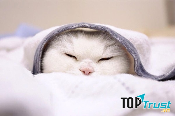 Những người lười thường rất bình tĩnh