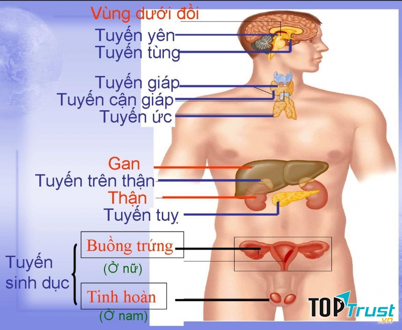 21-23 giờ: Thời gian giải độc của hệ bạch huyết và hệ thống nội tiết