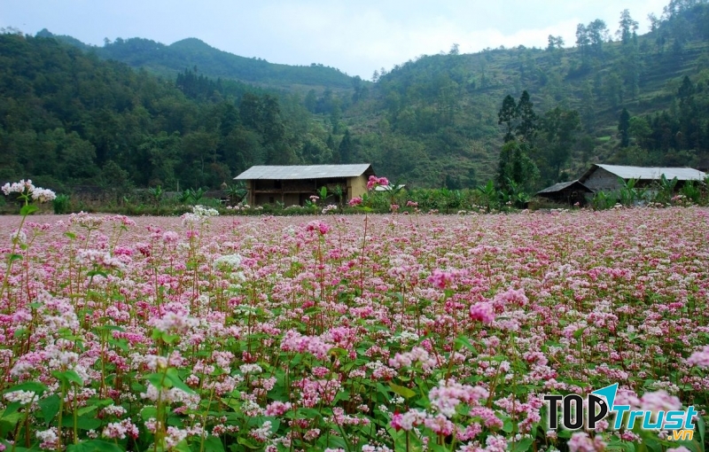 Cánh đồng hoa Tam Giác Mạch - Hà Giang
