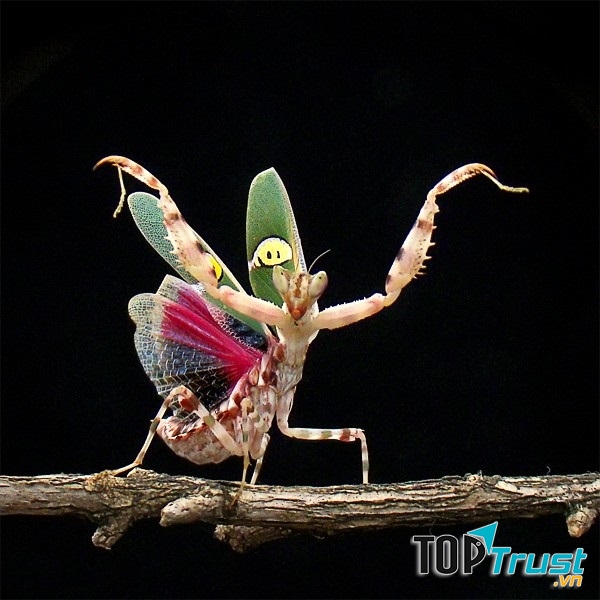 Thế võ gì đây?